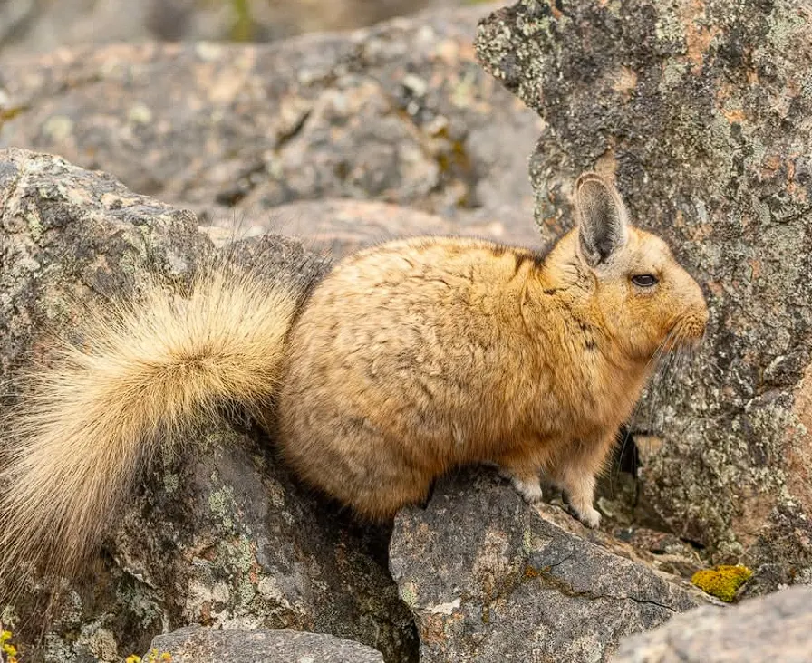 The Viscacha