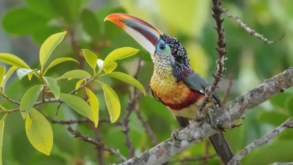 Tucan crespo capturado en una foto