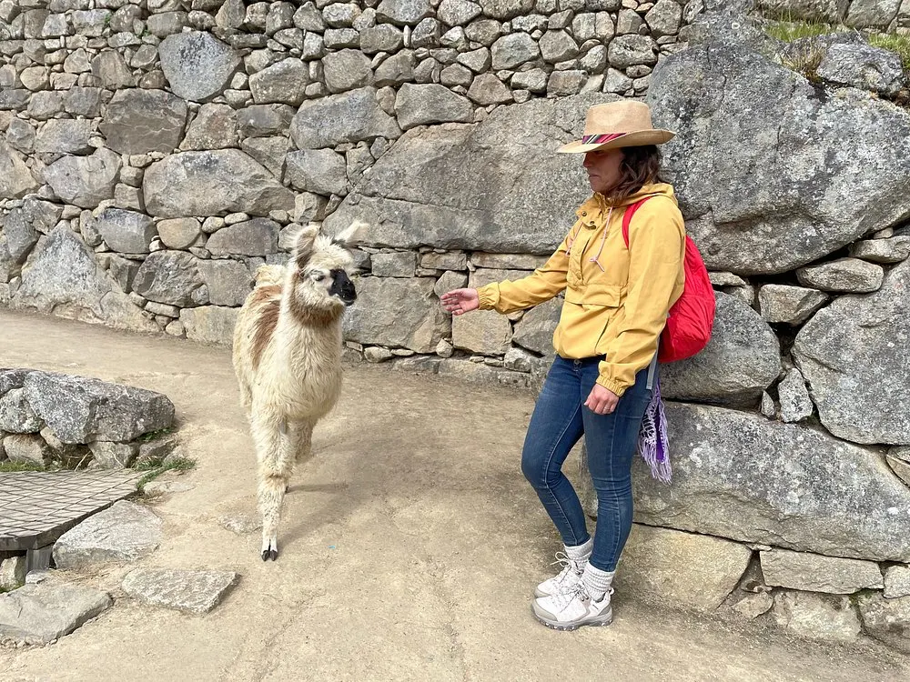 A tourist interacting with a llama along the pathways of Machu Picchu's Circuit 2