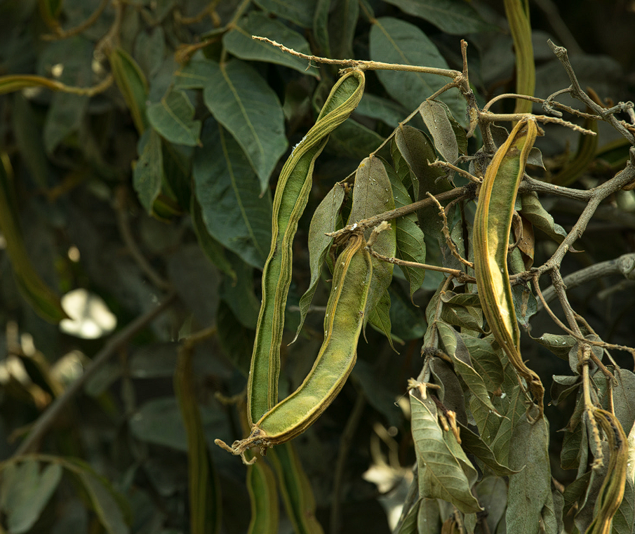 Carob tree or Pacay coastal fruit