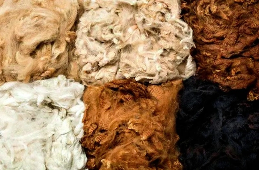 Camelids’ fiber