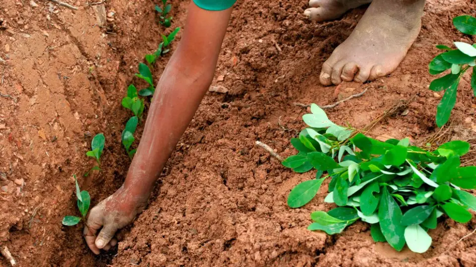 Coca leaf grown how does It grown