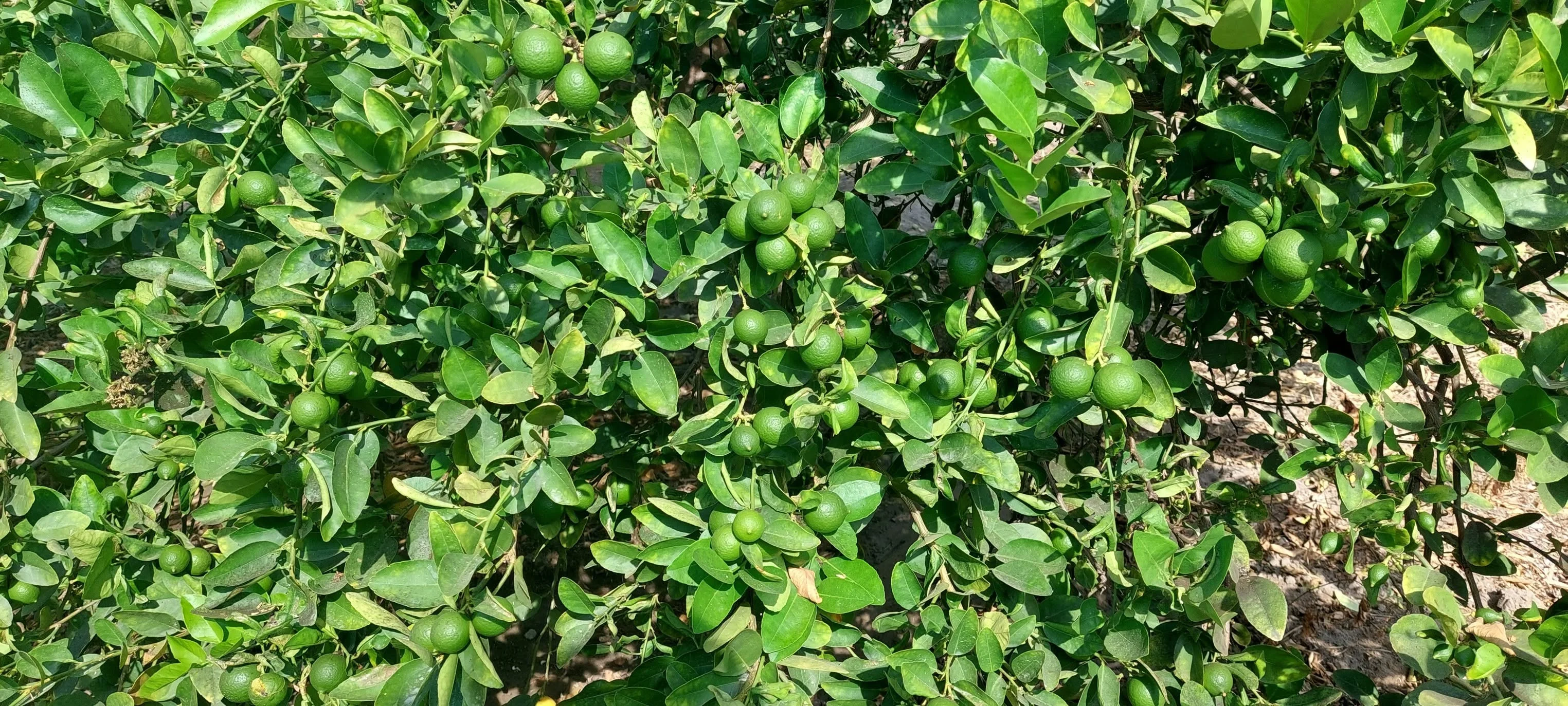 Key Lime