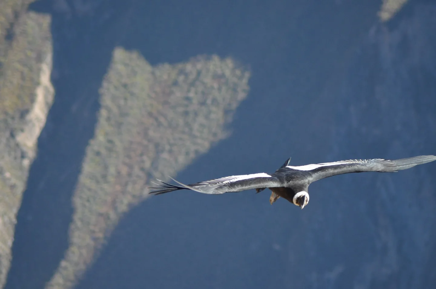 The Condor As A Symbol Of Andean Freedom