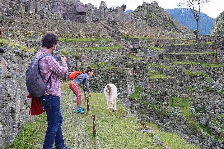 Tourists posing with a llama in the archaeological sector of Machu Picchu Circuit 2