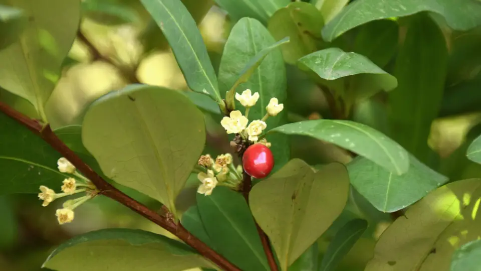 What Is coca plant like