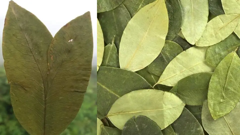 What is the coca leaf?