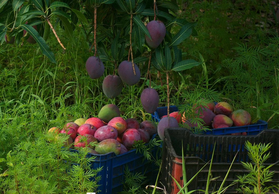 Mango fruta de la selva