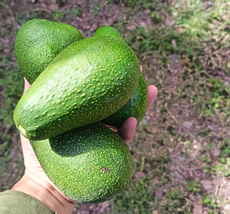 Palta fuerte fruta peruana