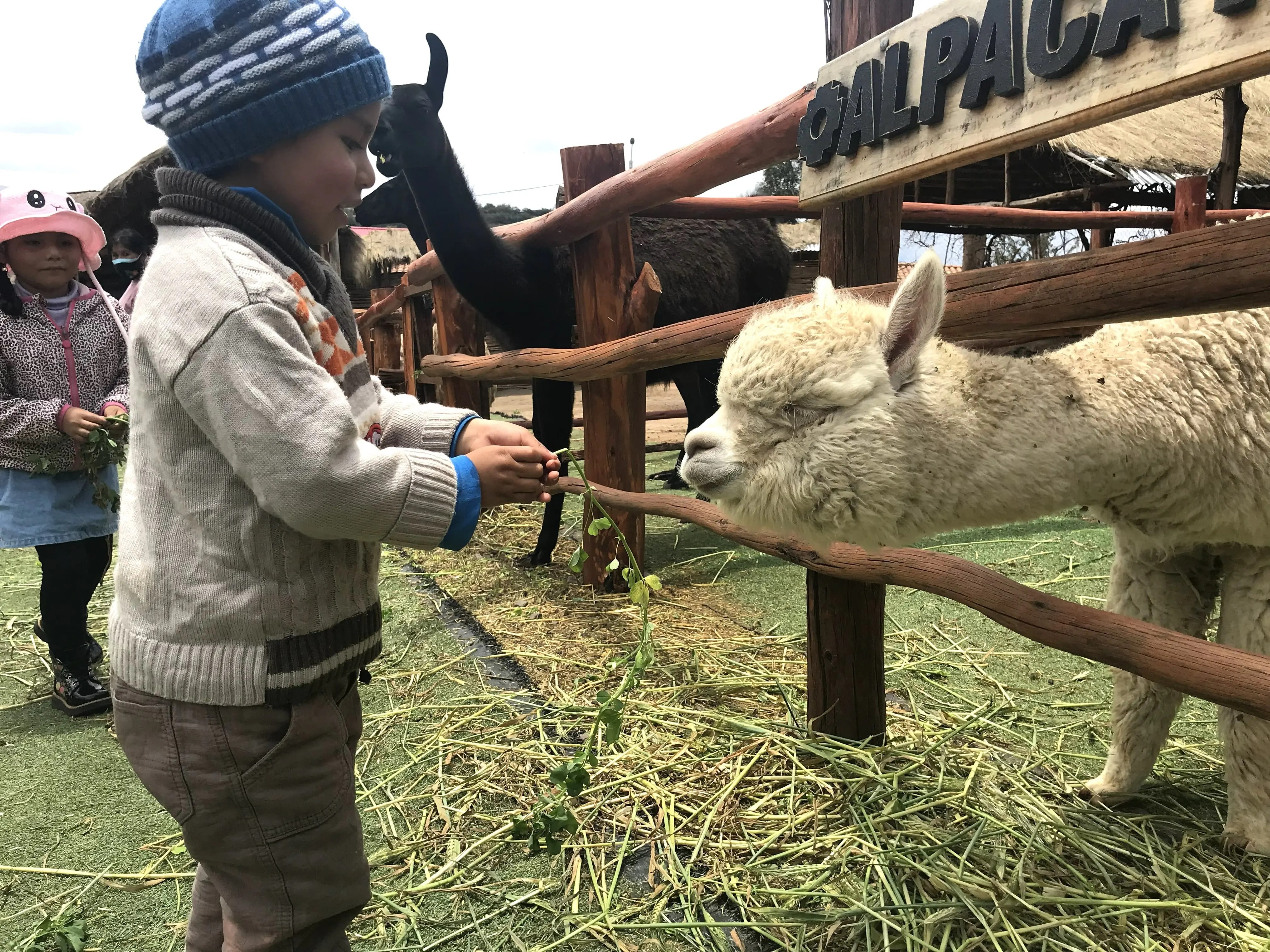 Alpaca farm in the Sacred Valley with tourists feeding alpacas